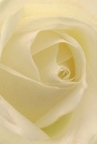 This close-up draws you gently into the heart of a creamy white rose, so intimate you feel nestled among its unfurling petals, as if surrounded by the peace of Harringay's quiet side streets after rain. Each petal spirals toward the center with delicate patience, their softly curved surfaces holding tiny, dew-like highlights that catch the ambient light-reminiscent of dawn's first glow along Green Lanes. Subtle shadows deepen the folds, lending a sense of depth and serenity that soothes the eye and heart alike. The overall atmosphere is one of calm and renewal, perfect for moments when words fall short-perhaps as a gesture of sympathy for a neighbour, or to mark new beginnings for a loved one in this diverse London community. The rose's pale, whisper-thin outer petals and gentle, almost imperceptible fragrance are testaments to careful selection and local craftsmanship. Through this intimate perspective, you feel not just the flower's beauty, but the quiet artistry of a Harringay florist devoted to using every bloom to convey respect, comfort, and admiration where it is most needed.